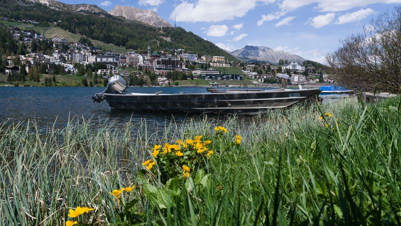 St. Moritz above its lake in spring, with wildflowers in the foreground