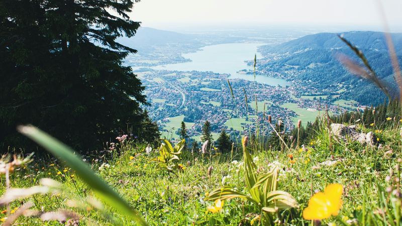 Wildflowers in an Alpine meadow on the Wallberg, high above the Tegernsee