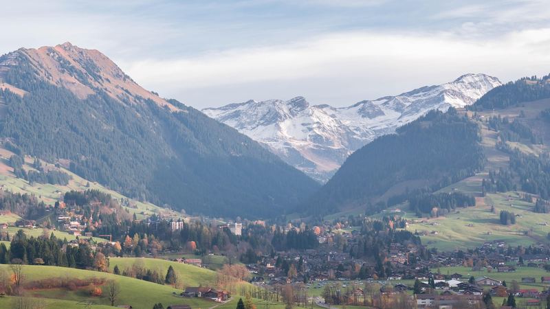 Spring meadows of dandelions and fir woods above Gstaad, with the peaks of the Saanenland beyond