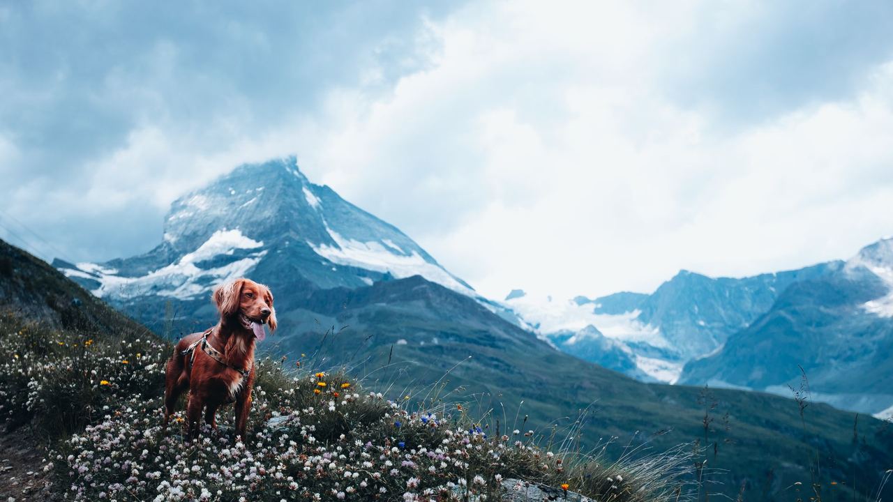 A dog among the wildflowers below the Matterhorn