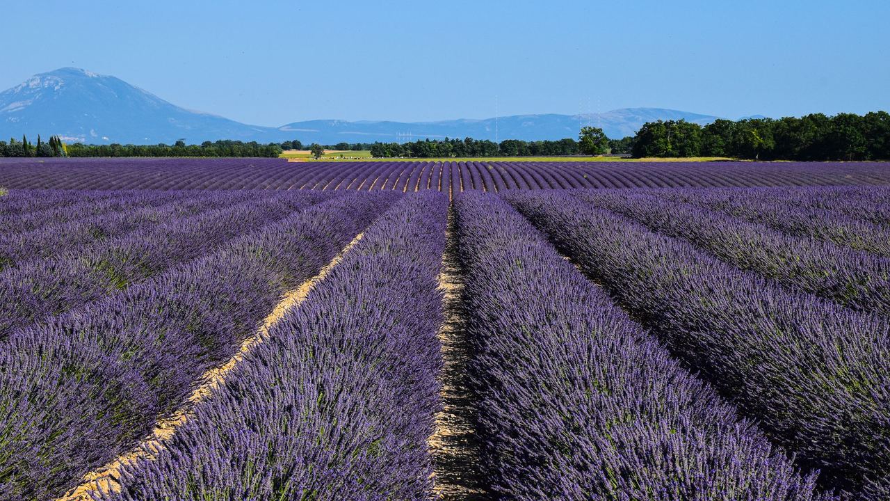 Lavender fields in Provence