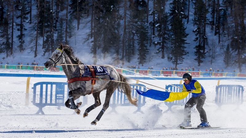 A grey horse at full gallop pulling a skier across the snow of the frozen lake at White Turf, with the larch forest behind